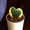 Gift Heart Hoya Plant Customized with logo and Name