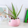 Hello Aloe in Pink for Mom Online