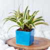 Gift Hero Father Blue Ceramic Planter With Plant