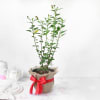 Gift Hibiscus Plant in Jute Wrapping with Plastic Planter