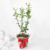 Hibiscus Plant in Jute Wrapping with Plastic Planter Online