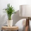 Gift Home Is Wherever Mom Is Areca Palm Plant for Mom - Medium