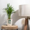 Home Is Wherever Mom Is Areca Palm Plant for Mom - Medium Online