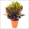 House green plant Online