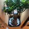 House of Hiranandani Bonsai Plant with Metal Planter Online