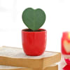 Gift Hoya Heart Plant In Red Planter