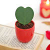 Buy Hoya Heart Plant In Red Planter