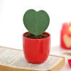 Hoya Heart Plant In Red Planter Online