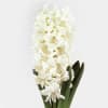 Hyacinths Aiolos (Bunch of 10) Online