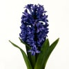 Hyacinths Atlantic (Bunch of 10) Online