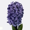 Hyacinths Blue Star (Bunch of 10) Online