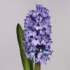 Hyacinths Delft Blue (Bunch of 10) Online