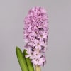 Hyacinths Splendid Cornelia (Bunch of 10) Online