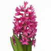 Hyacinthus Johanna (Bunch of 10) Online