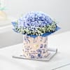 Gift Hydrangea Bliss And Berry Treat