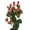 Hypericum Tomato Flair (Bunch of 10) Online
