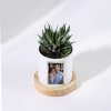 Shop I'm Sorry - Haworthia Succulent With Personalized Pot