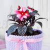 Gift Impatiens Flower Plant in Textured Plastic Planter