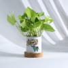 Independence Day Money Plant And Planter Online