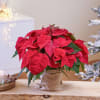 Individual Poinsettia plant decorated Online