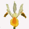Iris apollo (Bunch of 10) Online