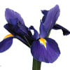 Iris Blue Magic (Bunch of 10) Online