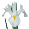 Iris White Magic (Bunch of 10) Online