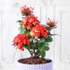 Gift Ixora Flower Plant in Textured Plastic Planter