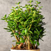 Buy Jade Mini Plant For Best Mom