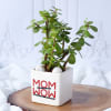 Gift Jade Plant For Mom In White Ceramic Planter