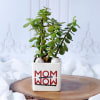 Jade Plant For Mom In White Ceramic Planter Online