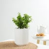 Gift Jade Plant In A Contemporary White Cylindrical Pot
