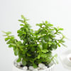 Buy Jade Plant In A Contemporary White Cylindrical Pot