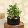 Buy Jade Plant in Ceramic Planter and Syngonium Plant in a Metal Planter