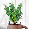 Gift Jade Plant in Feline Ceramic Planter