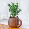 Buy Jade Plant in Feline Ceramic Planter