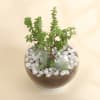 Gift Jade Plant in Round Glass Vase