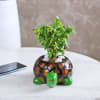 Gift Jade Plant in Tortoise Designer Ceramic Planter
