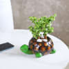 Buy Jade Plant in Tortoise Designer Ceramic Planter