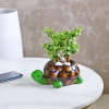 Shop Jade Plant in Tortoise Designer Ceramic Planter