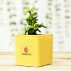 Gift Jade Plant In Yellow Planter - Customized With Logo