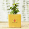 Jade Plant In Yellow Planter - Customized With Logo Online