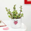 Gift Jade Plant With Heart Planter