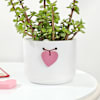 Shop Jade Plant With Heart Planter