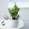 Gift Jade Plant With Planter