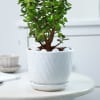Buy Jade Plant With Planter