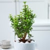 Shop Jade Plant With Planter