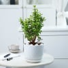 Jade Plant With Planter Online