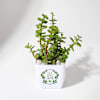 Gift Jade Plant With Plastic Pot