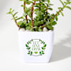 Buy Jade Plant With Plastic Pot